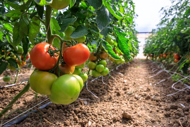 Un ramo con pomodori maturi