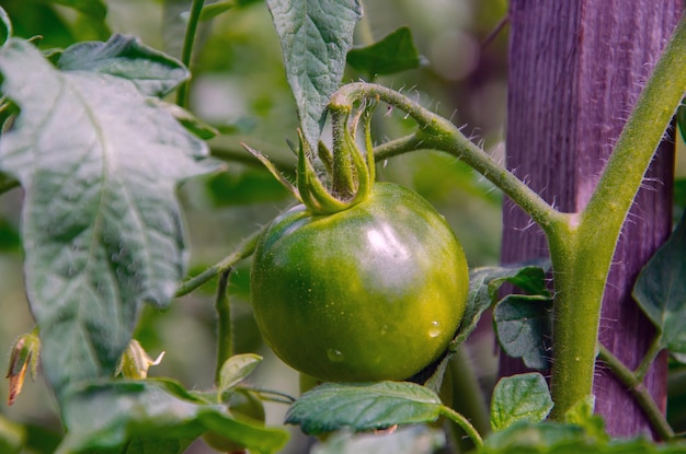 Un ramo con pomodori verdi su una piantagione di piante di pomodoro in una serra Coltivazione biologica di pomodori giovani in agricoltura