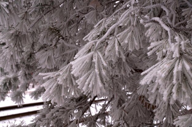 Un ramo coperto di brina di un pino in inverno in un parco cittadino