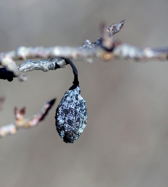 un ramo d'albero con una foglia macchiata bianca e blu