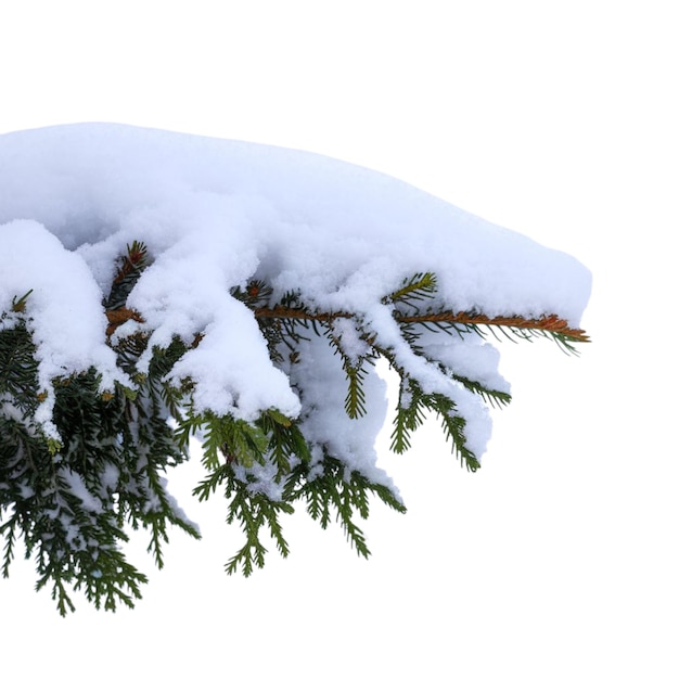 un ramo d'albero coperto di neve con uno sfondo bianco