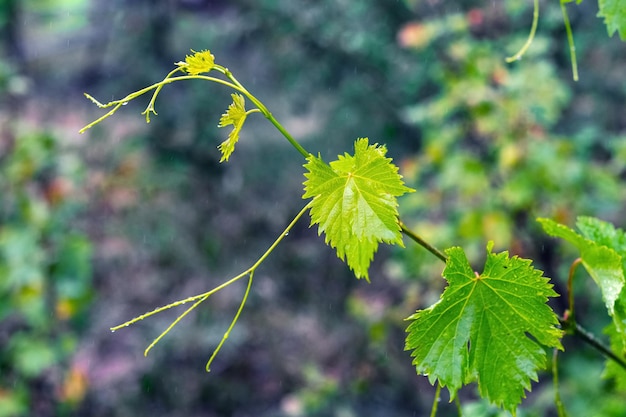 Un ramo d'uva con foglie verdi e gocce di pioggia