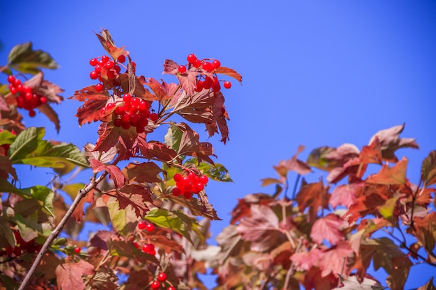 Un ramo dell'albero di viburno. Foglie rosse Autunno. L'albero di bacche Albero da frutta.