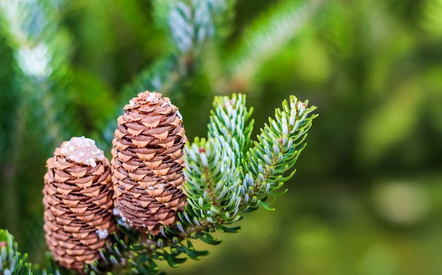 Un ramo di abete coreano con coni in autunno sfondo naturale