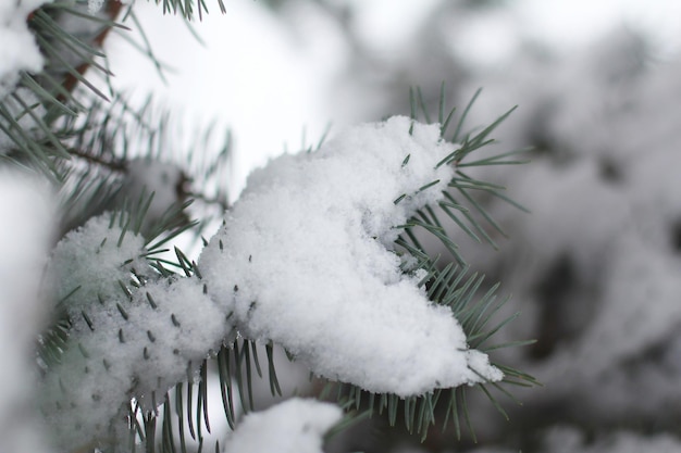 Un ramo di albero di Natale nella neve a forma di cuore