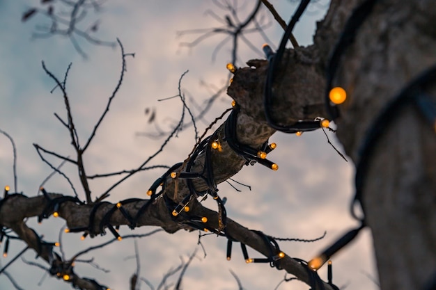 Un ramo di albero in decorazioni luminose lampadine nei parchi