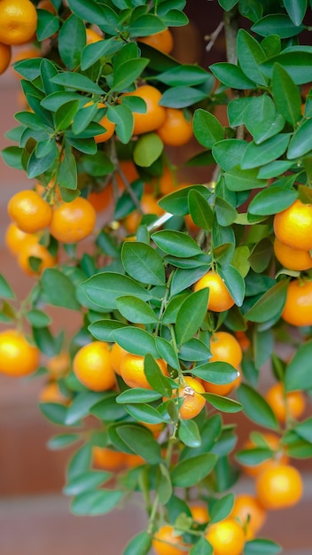 Un ramo di arance con foglie verdi e la parola mandarino sopra