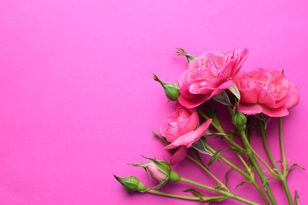 un ramo di bellissime rose rosa con boccioli su uno sfondo rosa.