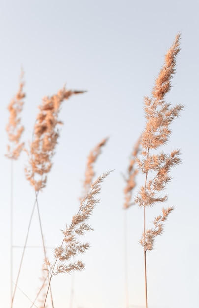 Un ramo di canna dorato secco contro un cielo calmo Pastello minimalista astratto di tendenza in stile boho