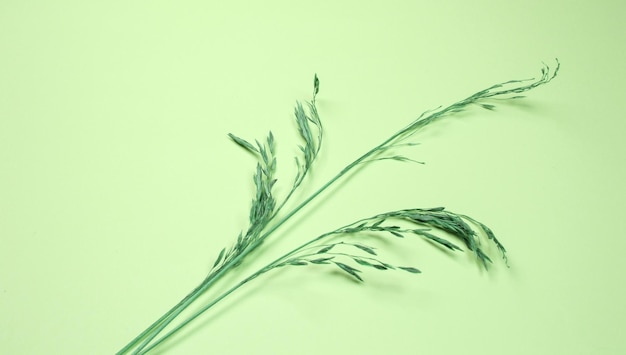 Un ramo di erba secca su uno sfondo verde in diagonale, flatlay