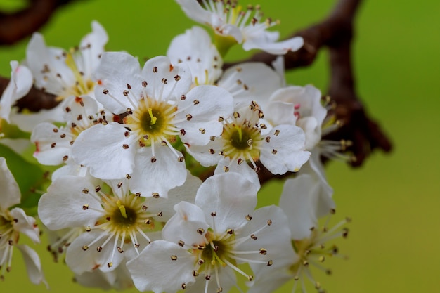 Un ramo di fiori di ciliegio. Fiori giovani di primavera. Luce del sole attraverso