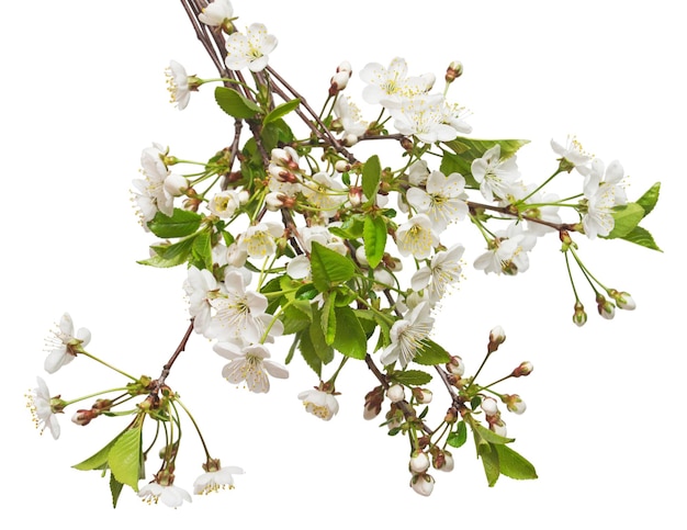 Un ramo di fiori di ciliegio isolato su sfondo bianco. Fiore di ciliegio