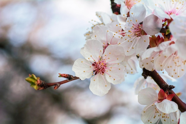 Un ramo di fiori di ciliegio Primavera giovani fiori di sakura