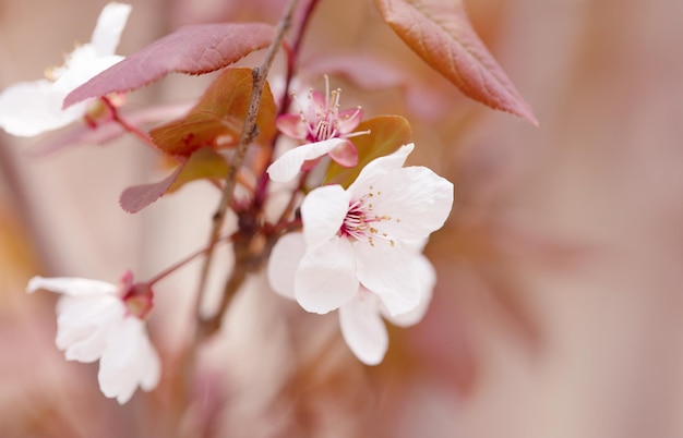 Un ramo di fiori di pesco con fiori rosa in primavera