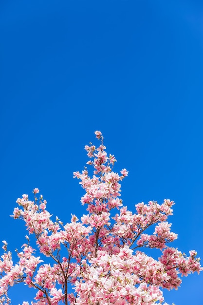 Un ramo di magnolia in fiore contro un luminoso cielo blu chiaro