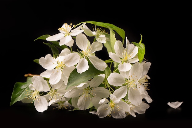 Un ramo di melo che fiorisce con fiori bianchi su sfondo nero