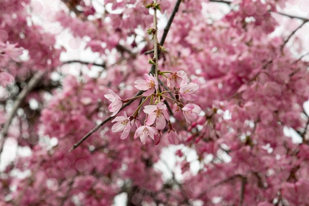 Un ramo di melo in fiore in primavera