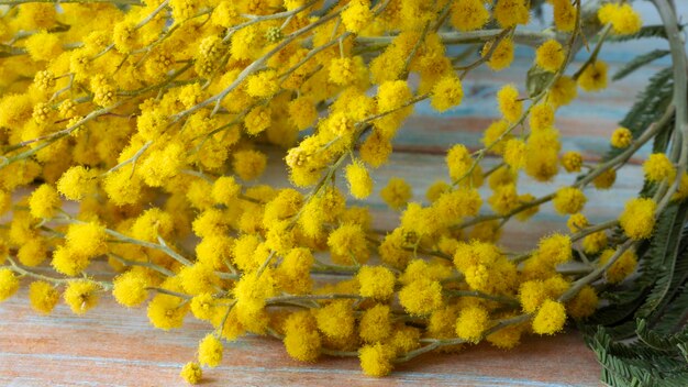 Un ramo di mimosa con mazzi di fiori delicati e soffici. Priorità bassa gialla dell'albero di mimosa. Il concetto di vacanze primaverili e decorazioni floreali.