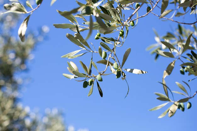 Un ramo di olive in un bel cielo azzurro