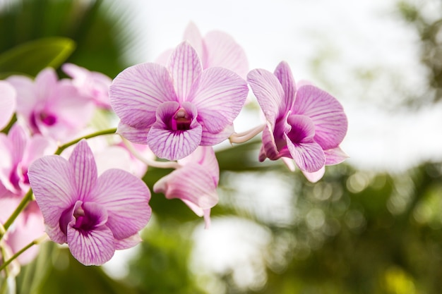 un ramo di orchidea in giardino, bellissima orchidea in fiore su di te