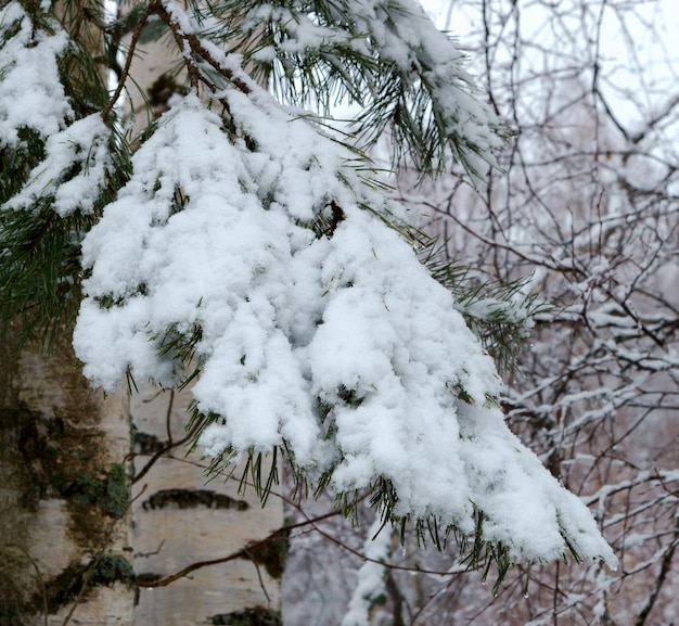 Un ramo di pino con la neve primaverile che si scioglie