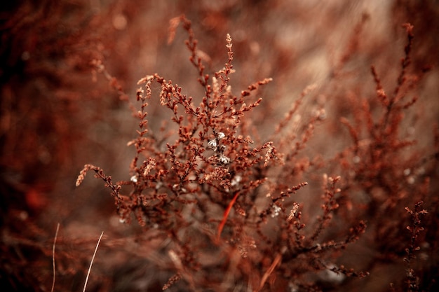 un ramo di pino secco aghi secchi autunno natura foto macro