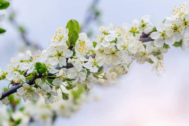 Un ramo di prugna con fiori abbondanti sullo sfondo del cielo Fiori di prugna Fiore di prugna