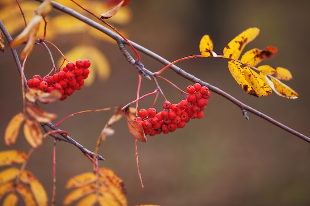 Un ramo di sorbo con bacche rosse e foglie gialle si chiuda. Tempo d'autunno
