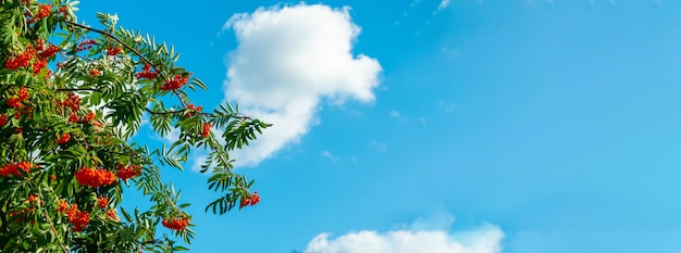 Un ramo di sorbo con sfondo di bacche rosse banner cielo blu Autunno e sfondo naturale Banner autunnale con bacche di sorbo e foglie Spazio di copia