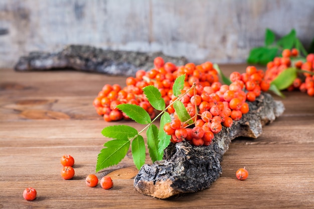 Un ramo di sorbo rosso con bacche e foglie su un pezzo di corteccia d&#39;albero su woodtable