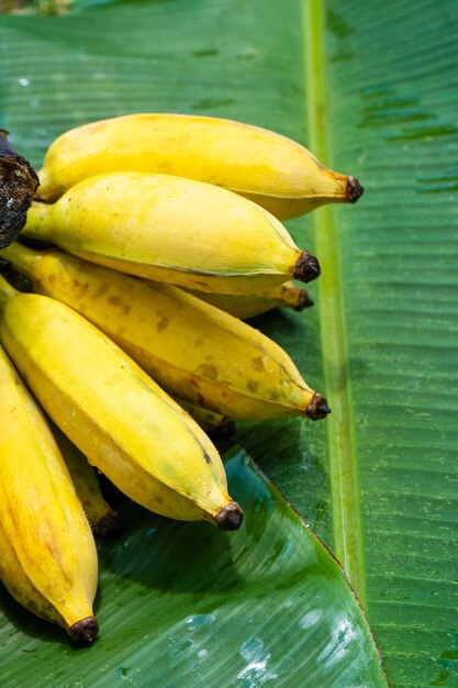 Un ramo di succose banane gialle su una foglia di banana verde. Frutti succosi maturi.