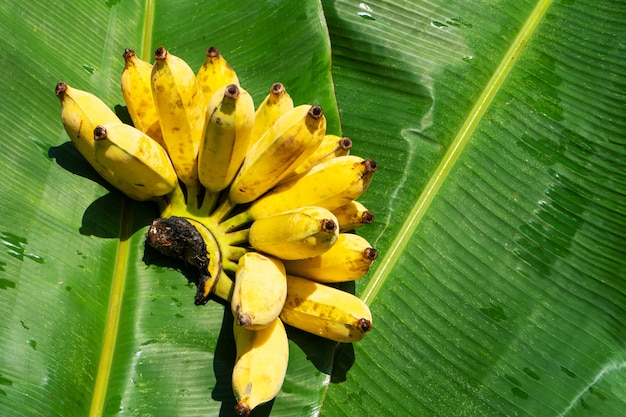 Un ramo di succose banane gialle su una foglia di banana verde. Frutti succosi maturi.