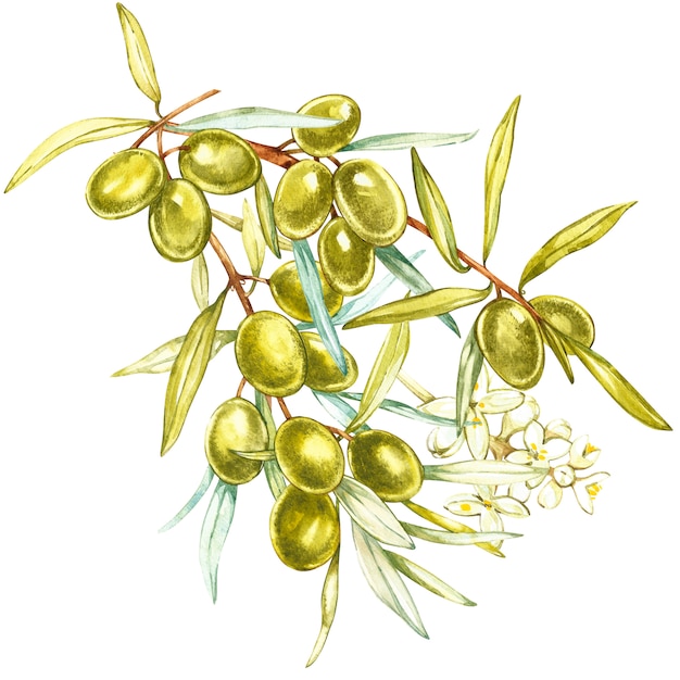 Un ramo di succose, mature olive verdi e fiori su uno sfondo bianco. Illustrazione ad acquerello botanico
