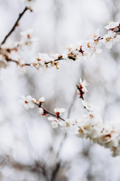 un ramo di un agrifoglio fiorito con fiori bianchi giardino primaverile i primi alberi in fiore