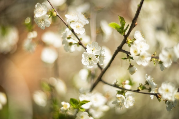 Un ramo di un albero che fiorisce con fiori bianchi su sfondo naturale