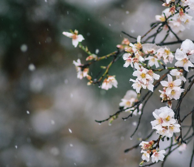 Un ramo di un albero con fiori bianchi è coperto di neve.