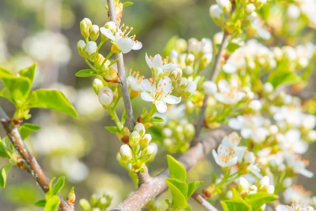 Un ramo di un albero con fiori bianchi