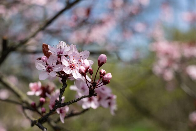 Un ramo di un albero con fiori rosa