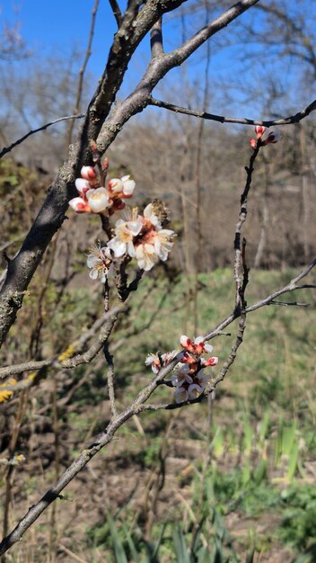 Un ramo di un albero con fiori rosa