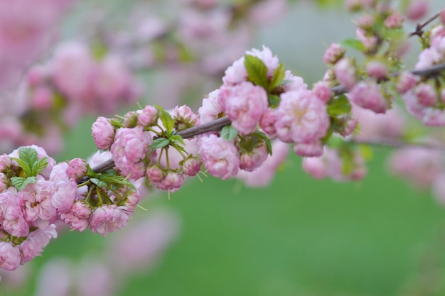 Un ramo di un albero con fiori rosa