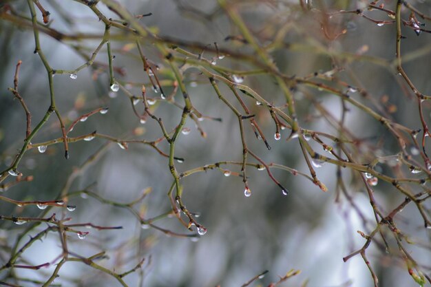 Un ramo di un albero con gocce d'acqua su di esso