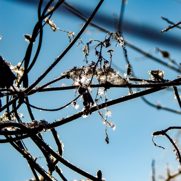 Un ramo di un albero con la neve sopra e il cielo sullo sfondo.