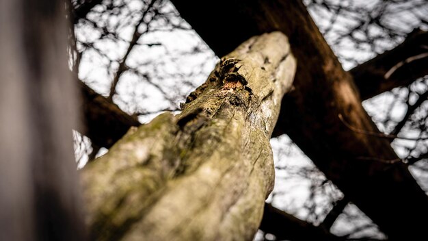 Un ramo di un albero con un buco in esso