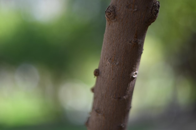 Un ramo di un albero con uno sfondo verde e uno sfondo sfocato.