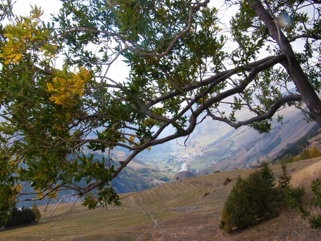 Un ramo di un albero con vista sulla vallata sottostante