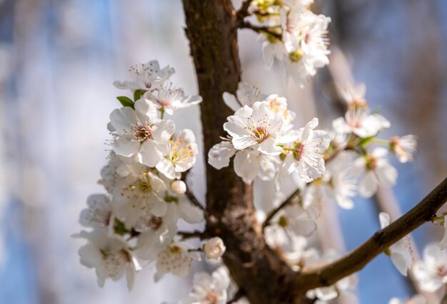 Un ramo di un albero di ciliegio con fiori bianchi