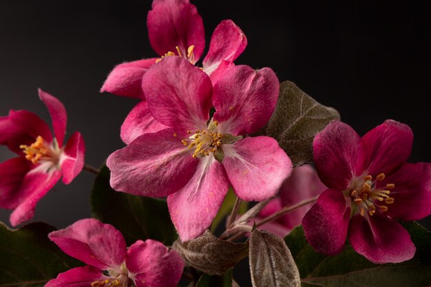 Un ramo di un albero di mele che fiorisce con fiori rosa su sfondo nero