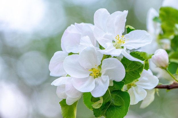 Un ramo di un albero di mele con grandi fiori bianchi alzato su uno sfondo sfocato