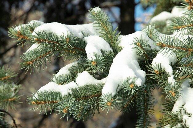 Un ramo di un albero di Natale blu sotto la neve