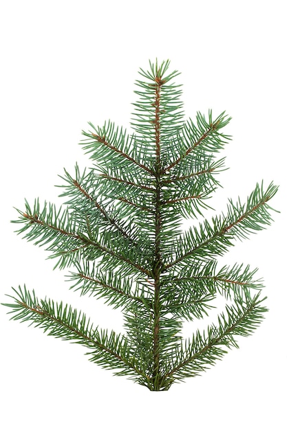 Un ramo di un albero di Natale con aghi verdi isolato su sfondo bianco